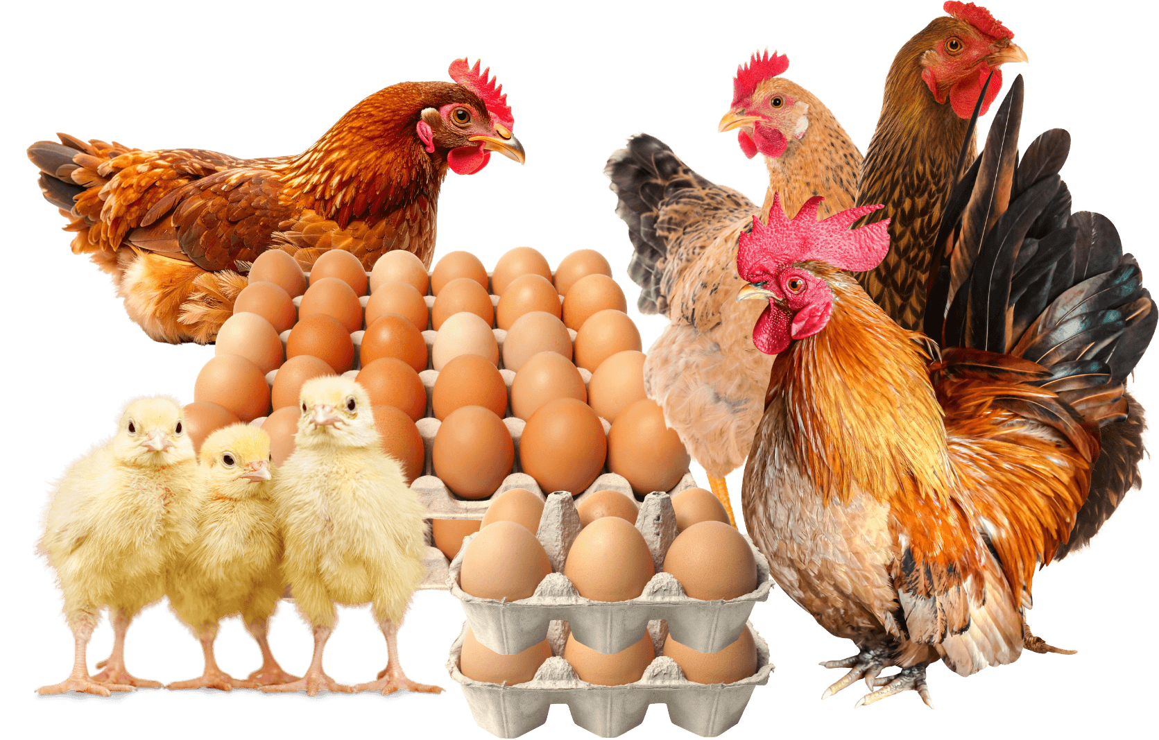 Natstal Farms Hero image